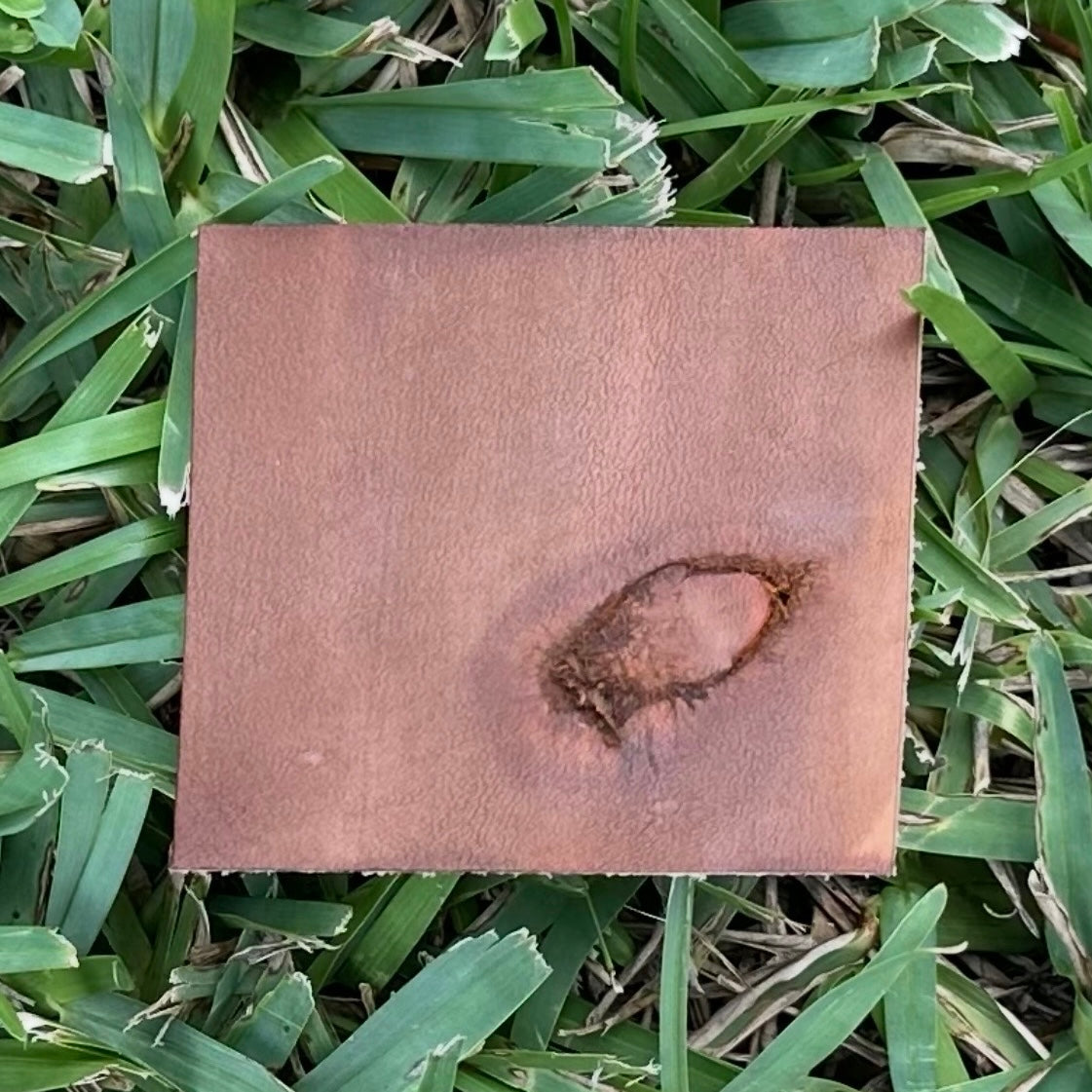 Cinnamon